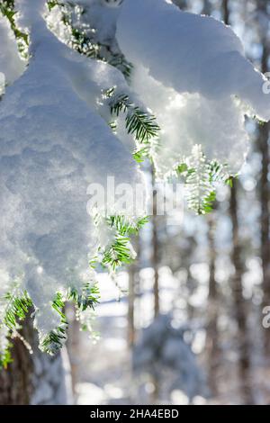 snow-covered fir branch in the forest with sunlight Stock Photo