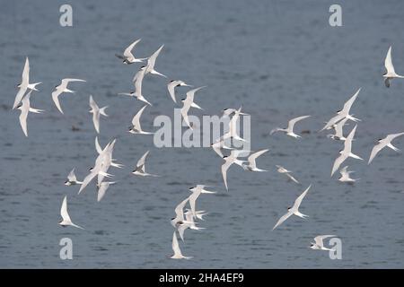 arctic tern,sterna paradisaea,swarm in flight Stock Photo