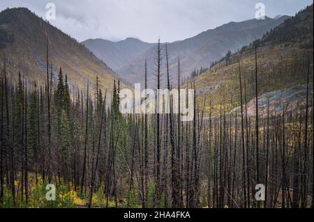 Valley of standing dead trees from a wildfire Stock Photo
