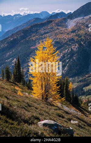Golden larch on a ridge in the mountains Stock Photo