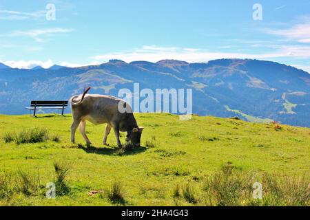 cow grazing,breed tiroler grauvie in front of a bank,austria,tyrol,kaiser mountains,ellmau,nature,alps,alpine region,meadow,green,destination,holiday region,heaven, Stock Photo