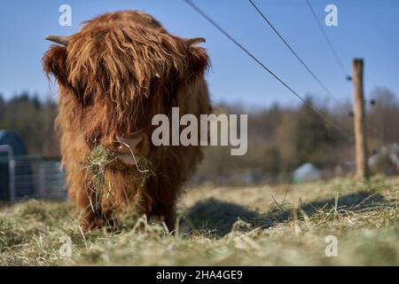 Young highland cattle calf from front. Animal with brown and long hairy coat, is standing on the pasture eating hay. Electric fence. Stock Photo