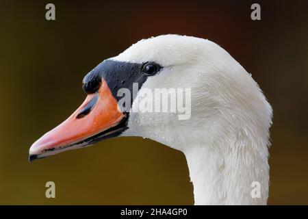 swan in profile Stock Photo