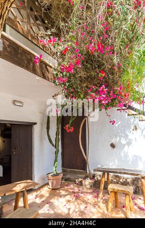 bougainvillea,museo agricola el patio,open-air museum,founded in 1845,tiagua,lanzarote,canary islands,spain,europe Stock Photo