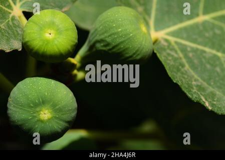 Three unripe green figs hang on the fig tree with green leaves Stock Photo