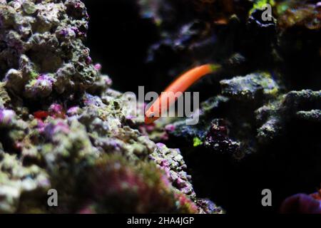 Elongate Orange Dottyback - (Pseudochromis elongatus) Stock Photo
