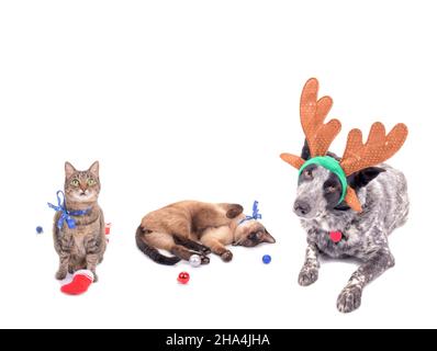 A dog and two cats in Christmas spirits, dog wearing reindeer antlers, and cats with snowflake bows and baubles; on white, with copy space on top Stock Photo