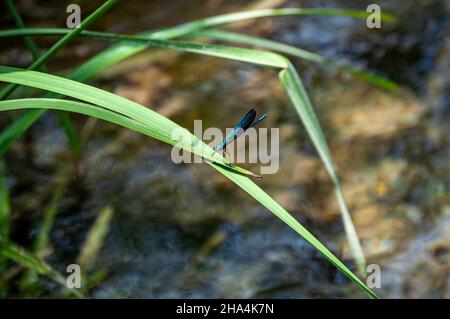 the beautiful demoiselle (calopteryx virgo) on the vegetation in krka national park,croatia Stock Photo