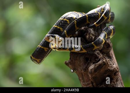 The gold-ringed cat snake in various position Stock Photo
