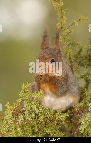 close up of red squirrel sitting on branches Stock Photo