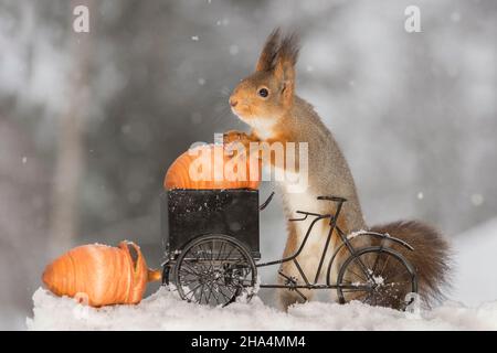 close up of red squirrel on a cycle with a giant acorn Stock Photo