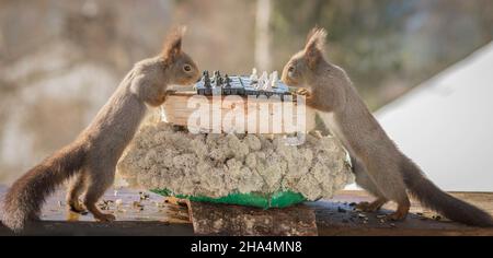 close up of red squirrels playing a chess game Stock Photo