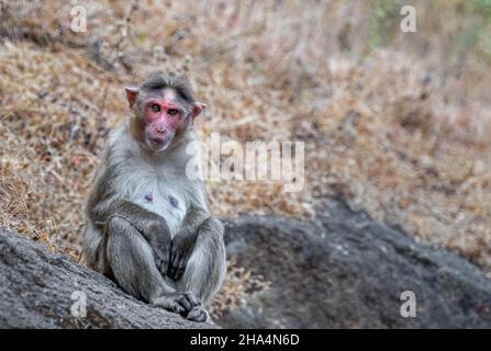 Monkey sitting on a rock and resting Stock Photo