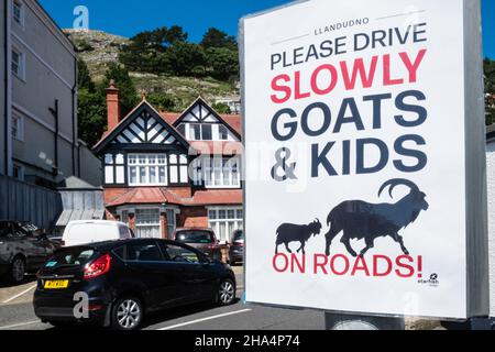 Sign,to,be,careful,aware,of,mountain,goat,goats,and,kids,on,road,famed,famous,Great Orme mountain goats,Llandudno,coast,coastal,town,North,Wales,Welsh,view,viewpoint,over,Conway,River Conway,estuary,Conway County,Conwy,North,Wales,North Wales,Great Britain,GB,Britain,British,UK,United Kingdom, Stock Photo