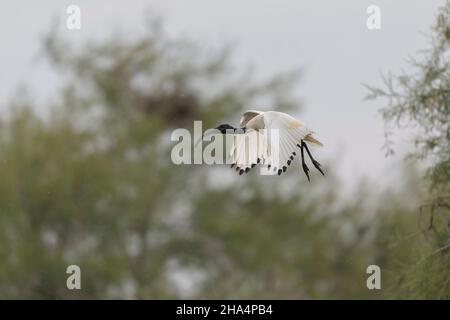 Threskiornis aethiopicus African Sacred Ibis in close view with Little Egrets Stock Photo