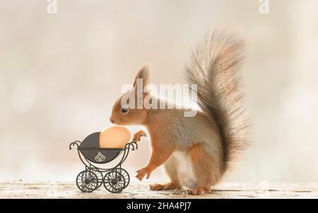 red squirrel is standing with a stroller and egg Stock Photo