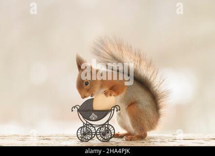 red squirrel is standing with an stroller and egg Stock Photo