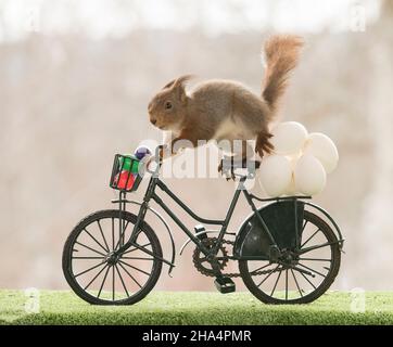 red squirrels is standing on a bicycle with load of eggs Stock Photo