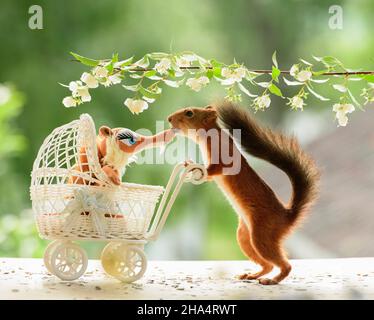 red squirrel is standing with an stroller under jasmine flowers Stock Photo
