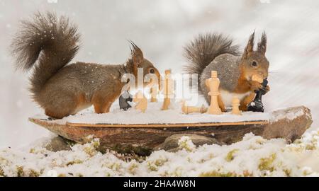 close up of red squirrels with a chess piece in hands with a board while snowing Stock Photo
