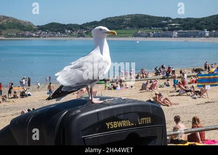 Seagull,gull,sitting,perched,on,litter bin,Llandudno Beach,Llandudno,coast,coastal,town,North,Wales,Welsh,view,viewpoint,over,Conway,River Conway,estuary,Conway County,Conwy,North,Wales,North Wales,Great Britain,GB,Britain,British,UK,United Kingdom, Stock Photo