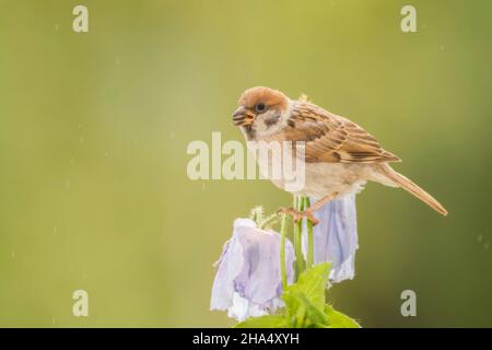 close up of a of sparrow on branch of poppy flowers with some rain Stock Photo