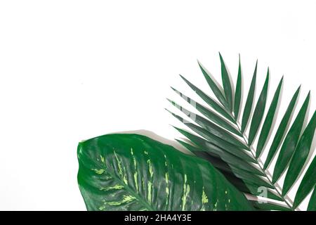 green plants background for summer Stock Photo