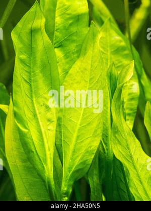 selective focus of amazon sword plant leafs (Echinodorus amazonicus) on a fish tank with blurred background Stock Photo