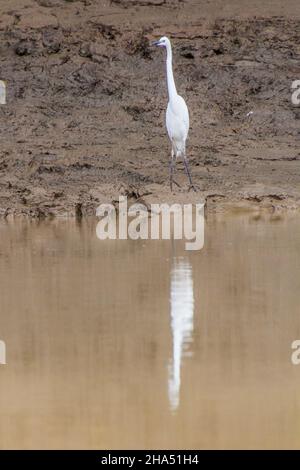 Little egret Egretta garzetta near Kinabatangan river, Sabah, Malaysia Stock Photo