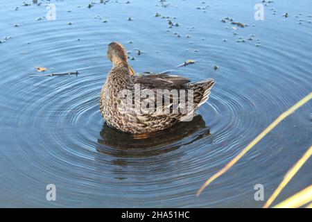 Female mallard duck in a pond preening itself Stock Photo