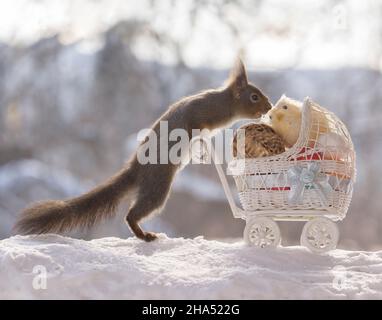 red squirrel is holding an stroller with eggs Stock Photo