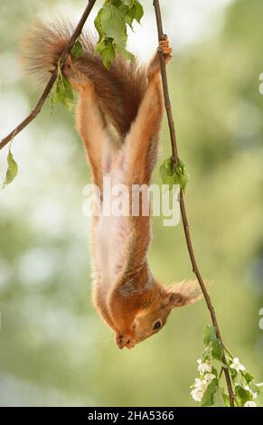 red squirrel is hanging upside down from a flower branch Stock Photo