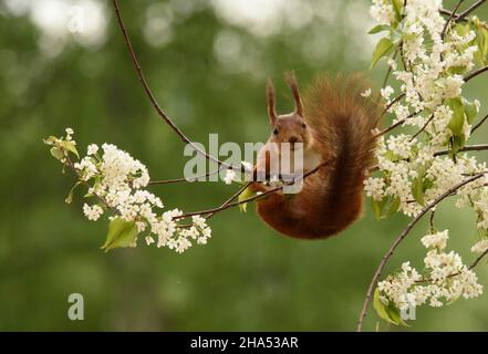 red squirrel is hanging from willow flower branches Stock Photo