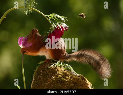 red squirrel is holding head in a peony flower with bumblebee flying Stock Photo