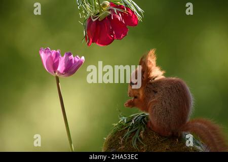 young red squirrel is standing under a peony flower looking at a tulip Stock Photo