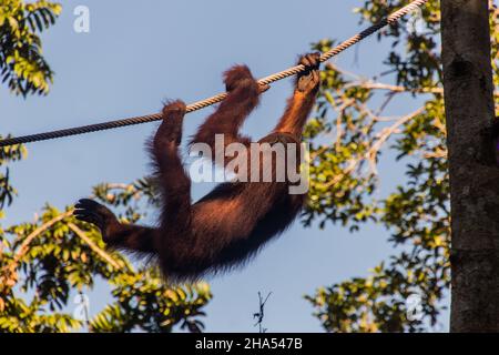 Bornean orangutan Pongo pygmaeus in Semenggoh Nature Reserve, Borneo island, Malaysia Stock Photo