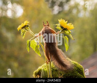 red squirrel is climbing in two sunflowers Stock Photo