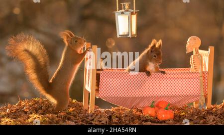 red squirrel with an skeleton in a bed Stock Photo