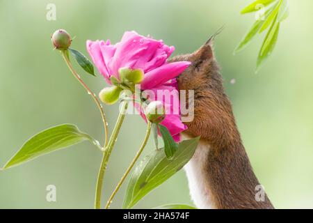 red squirrel with head in an peony Stock Photo