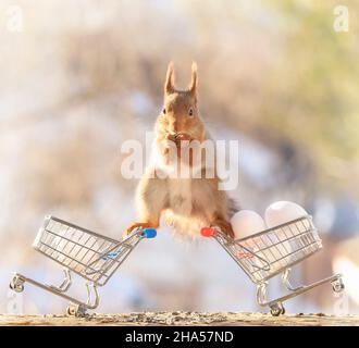 red squirrel is standing in split on shopping carts with eggs Stock Photo