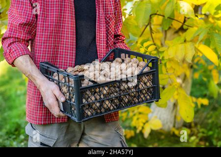 Freshly picked walnuts in boxes. Autumn harvest in the garden. A box of nuts in the hands of men. Stock Photo