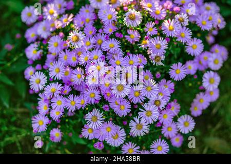 Autumn flowers in the garden, beautiful chrysanthemums. Gardening. Floral background Stock Photo