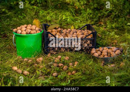 Freshly picked walnuts in boxes. Autumn harvest in the garden. Regal Judges nuts. Stock Photo