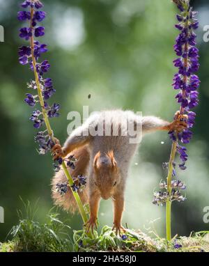 red squirrel jumping down between lupine