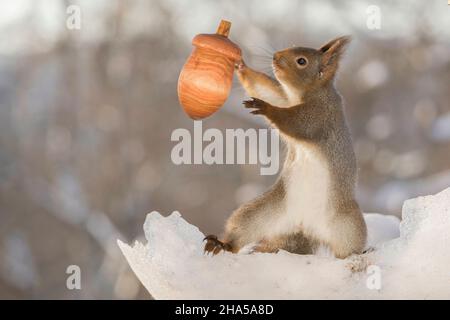 close up of red squirrel with a giant acorn trying to catch it Stock Photo