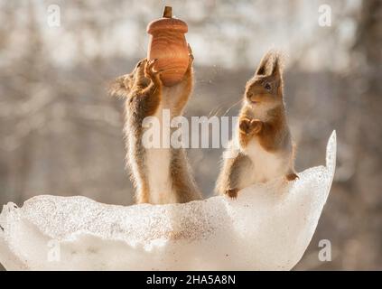 close up of red squirrel with a giant acorn and another watching Stock Photo
