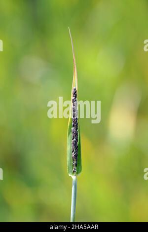 Loose smut of barley is caused by Ustilago nuda. It is a disease that ...