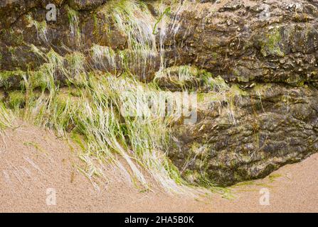 europe,northern ireland,county antrim,causeway coast,intertidal zone,seaweed on sand and limestone cliffs Stock Photo
