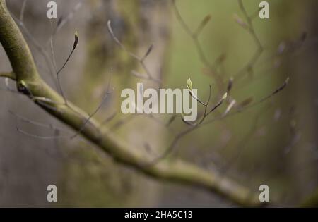 Branches of trees and bushes with buds and first leaves in spring Stock Photo