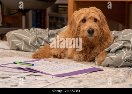 dog learns history,homeschooling,mini goldendoodle Stock Photo